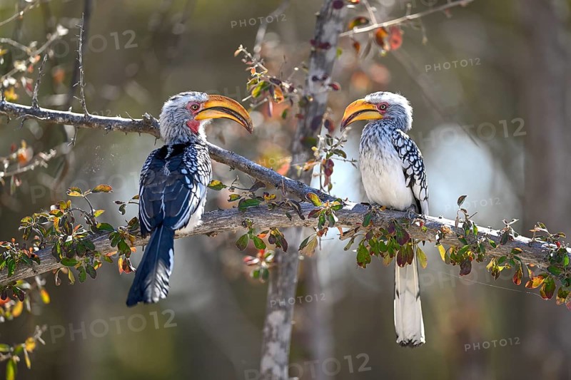 Southern yellow-billed tocos (Tockus leucomelas), Nxai Pan National Park, near Gweta, Central District, Botswana