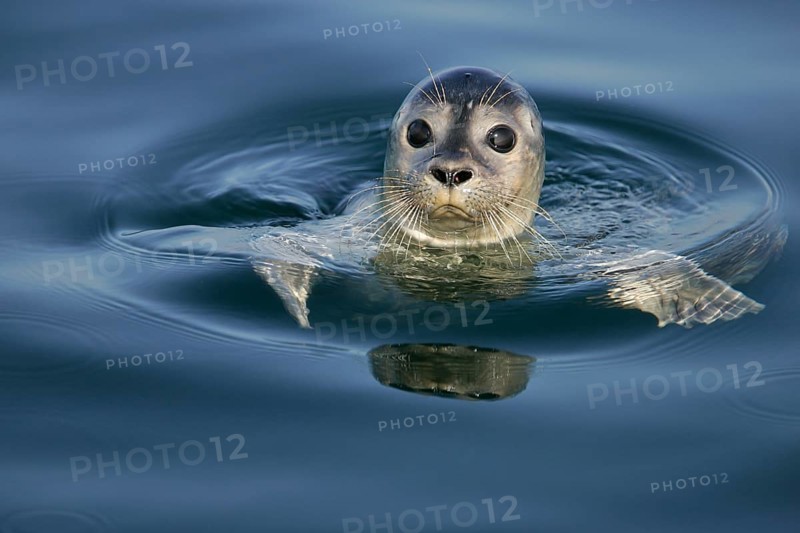 European harbour seal (Phoca vitulina), close-up and portrait, adult swims on the water surface and looks cutely into the camera with big, black saucer eyes, North Sea, offshore, Germany