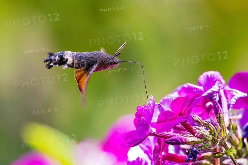 Pigeon tail (Macroglossum stellatarum), close-up, flying and hovering with its long, unrolled proboscis and open wings in front of a purple blooming garden flower in which it collects nectar, Hesse, Germany