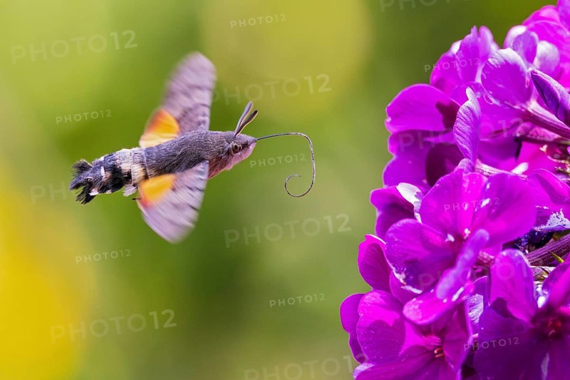 Pigeon tail (Macroglossum stellatarum), close-up, flying and hovering with long, unfurled proboscis and open wings in front of a purple flowering garden flower, Hesse, Germany