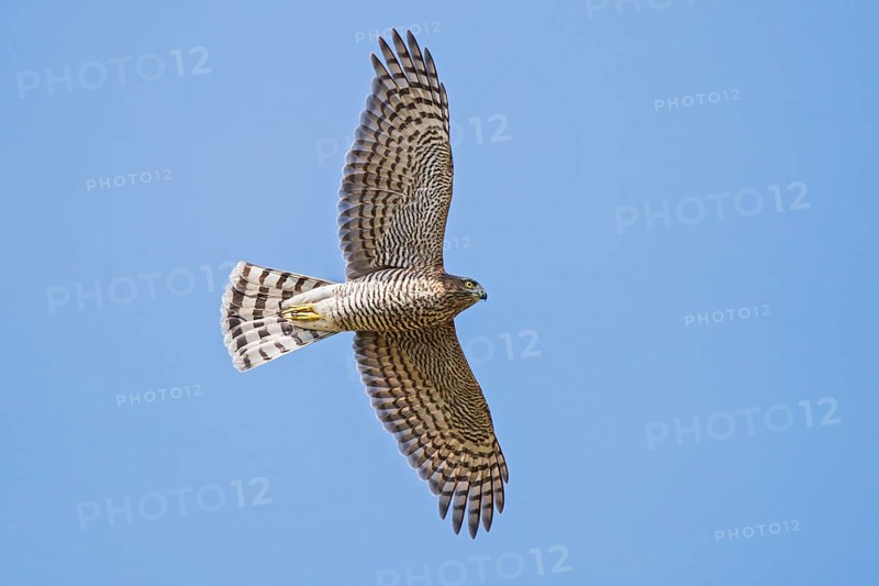 Sparrowhawk (Accipiter nisus), close-up, female flying in the sun against a blue sky, Hesse, Germany