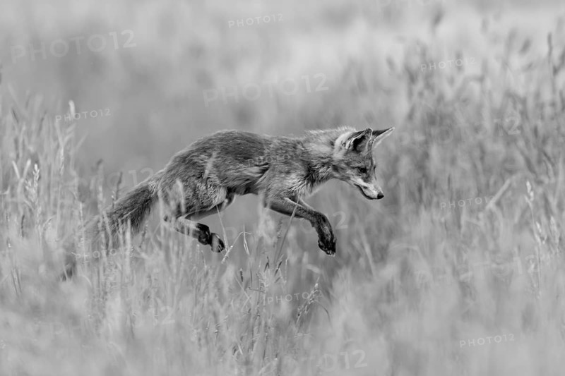 Red fox (Vulpes vulpes), close-up, monochrome, adult in a meadow leaps into the air in the so-called mouse jump while hunting for mice, Hesse, Germany