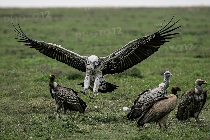 Barred vulture (Gyps rueppellii), an adult bird in landing approach with spread wings lands in a group of other vultures in the savannah, Serengeti National Park, Tanzania