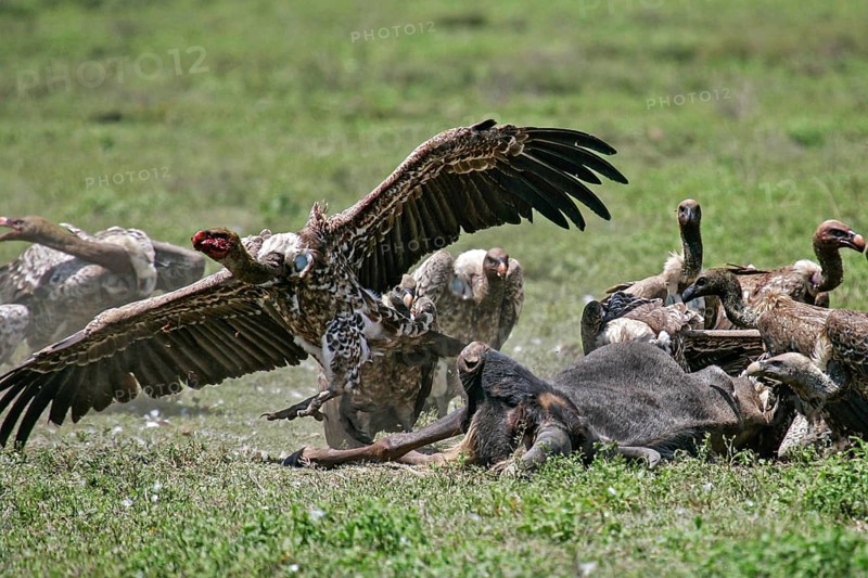 Barred vulture (Gyps rueppellii), flock feeding on the carcass of a dead blue wildebeest (Connochaetes taurinus), an adult bird with a bloody piece of meat in its beak leaps into the air with open wing, Serengeti National Park, Tanzania