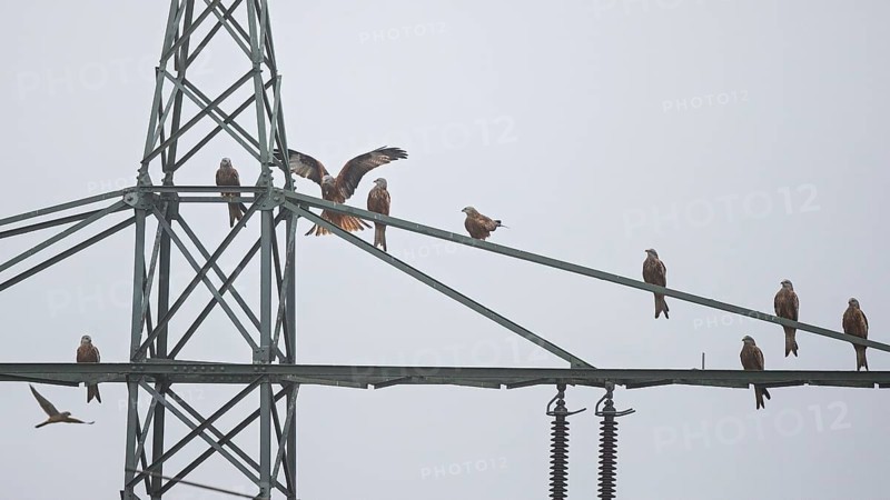 Red kite (Milvus milvus), flock of 9 birds sitting and resting on a high-voltage pylon during migration, Hesse, Germany