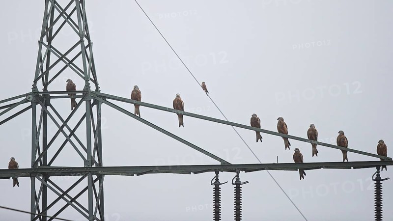 Red kite (Milvus milvus), flock of 10 birds sitting and resting on a high-voltage pylon during the migration season, Hesse, Germany