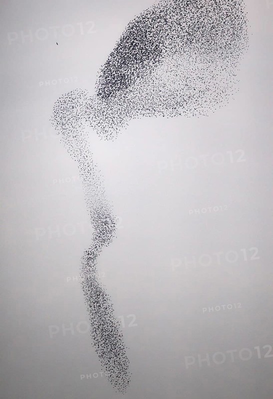 Starling (Sturnus vulgaris), huge flock forms an impressive pattern in the sky in the formation flight of a so-called murmuration to ward off a hunting peregrine falcon (Falco peregrinus), Rhineland-Palatinate, Germany