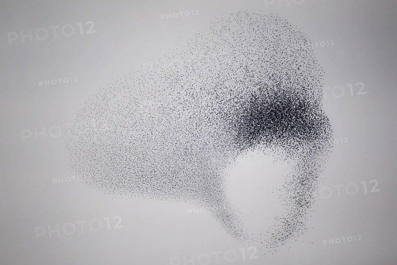 Starling (Sturnus vulgaris), huge flock forms an impressive pattern in the sky in the formation flight of a so-called murmuration to ward off a hunting peregrine falcon (Falco peregrinus), Rhineland-Palatinate, Germany