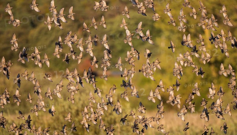 Starling (Sturnus vulgaris), large flock flying in front of deciduous forest in the evening sun shortly in front of landing in the reeds as a roost during autumn migration, Brandenburg, Germany