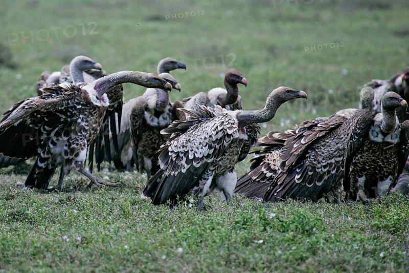 Barred vulture (Gyps rueppellii), flock of several animals standing in the savannah, Serengeti National Park, Tanzania