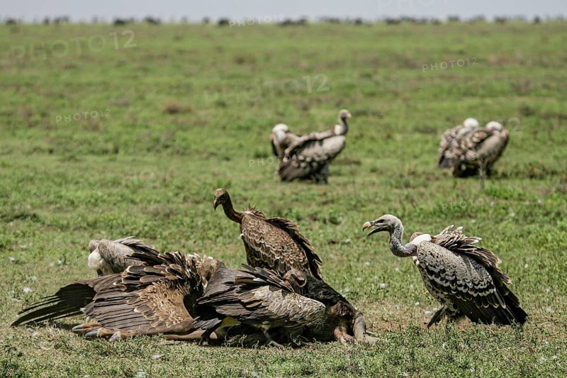 Barred vulture (Gyps rueppellii), flock of several adult birds feeding on the carcass of a dead blue wildebeest (Connochaetes taurinus), Serengeti National Park, Tanzania