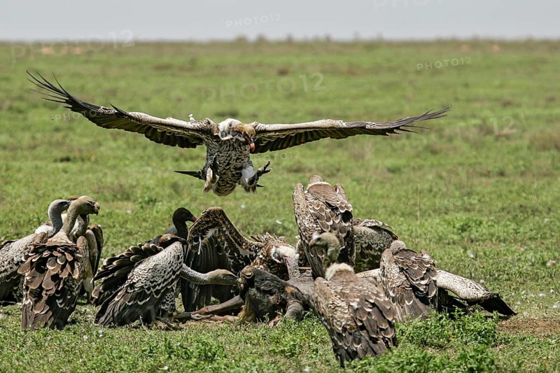 Barred vulture (Gyps rueppellii), flock feeding on the carcass of a dead blue wildebeest (Connochaetes taurinus), an adult bird landing with outstretched wings in the group, Serengeti National Park, Tanzania