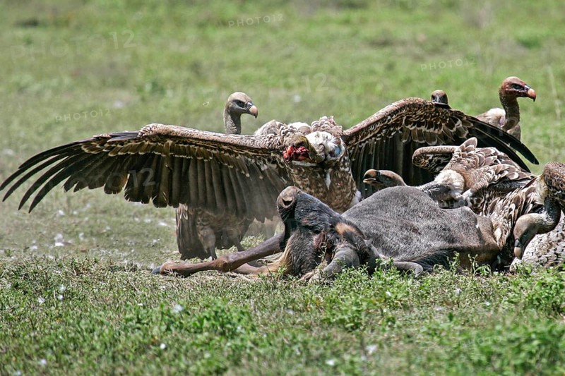 Barred vulture (Gyps rueppellii), flock feeding on the carcass of a dead blue wildebeest (Connochaetes taurinus), an adult bird with a bloody piece of meat in its beak jumps into the air with open wing and is attacked, Serengeti National Park, Tanzania