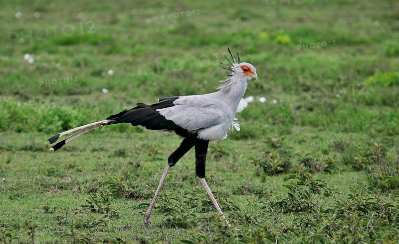 Secretary bird (Sagittarius serpentarius), adult bird walking through green savannah, Serengeti National Park, Tanzania