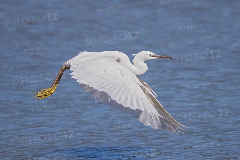 Little Egret (Egretta garzetta), white adult bird with yellow feet flying over a blue water surface, Baden-Württemberg, Germany