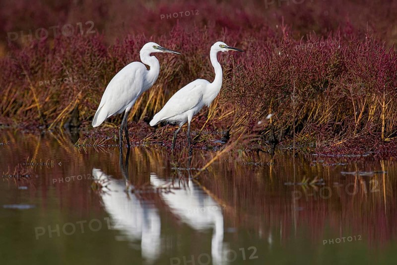 Little Egret (Egretta garzetta), two white adults standing in shallow water in a salt marsh with intensely red flowering Queller vegetation, Croatia