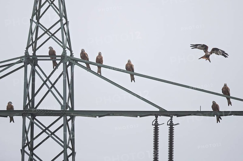 Red kite (Milvus milvus), flock of 8 birds perches, flies and rests on a high-voltage pylon during the migration season, Hesse, Germany