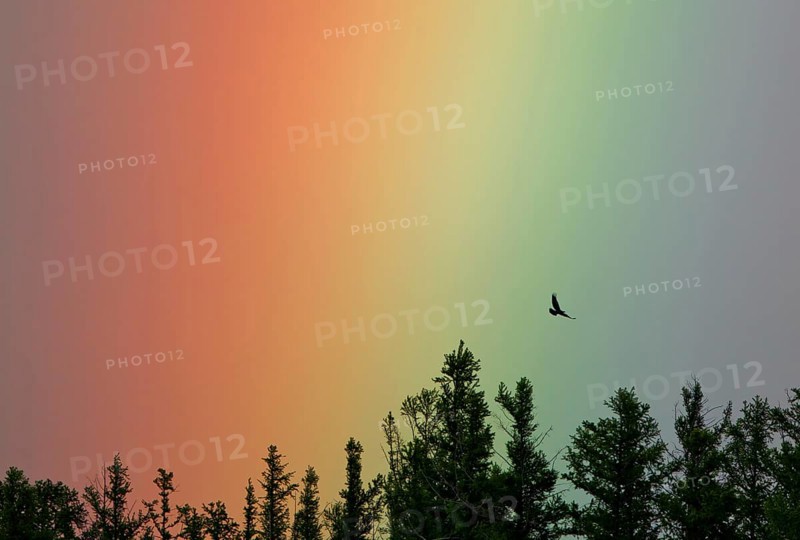 Intensely coloured rainbow with flying steppe eagle (Aquila nipalensis) over conifer treetops, Khan Khentii Protected Area, Mongolia