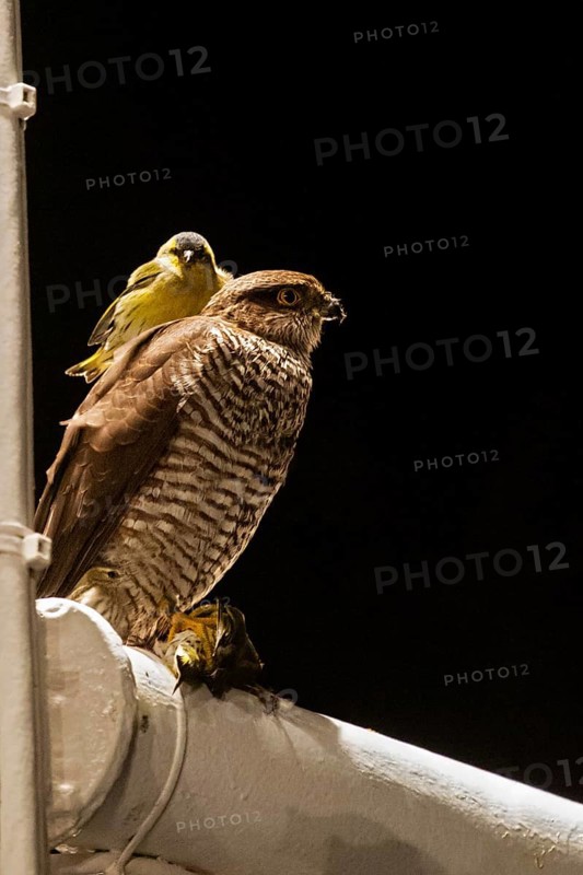Siskin (Spinus spinus) sits in a bizarre scene on the back of a sparrowhawk (Accipiter nisus), which at the same time holds a dead siskin in its claws, while a third siskin sits next to the sparrowhawk on the railing of a research vessel, songbird mass migration at night, Baltic Sea, offshore, Germany