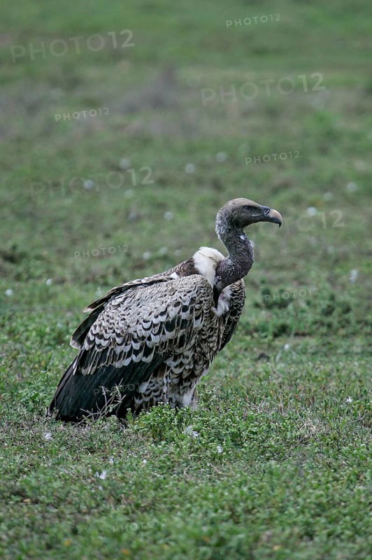 Barred vulture (Gyps rueppellii), close-up, adult bird in the savannah, Serengeti National Park, Tanzania