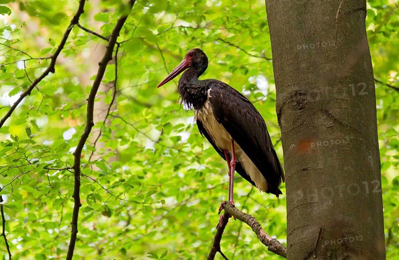 Black stork (Ciconia nigra), adult bird standing on a branch of a beech tree near the trunk and looking into the green beech forest, Bavaria, Germany