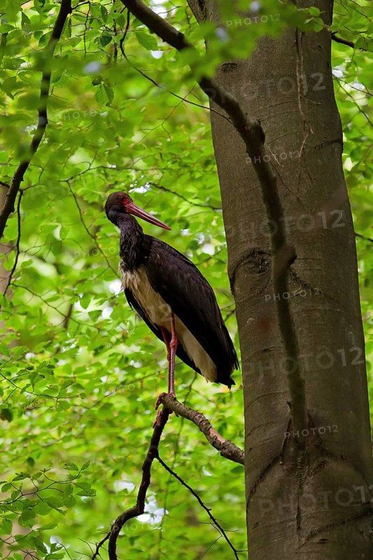 Black stork (Ciconia nigra), adult bird standing on a branch of a beech tree near the trunk and looking into the green beech forest, Bavaria, Germany