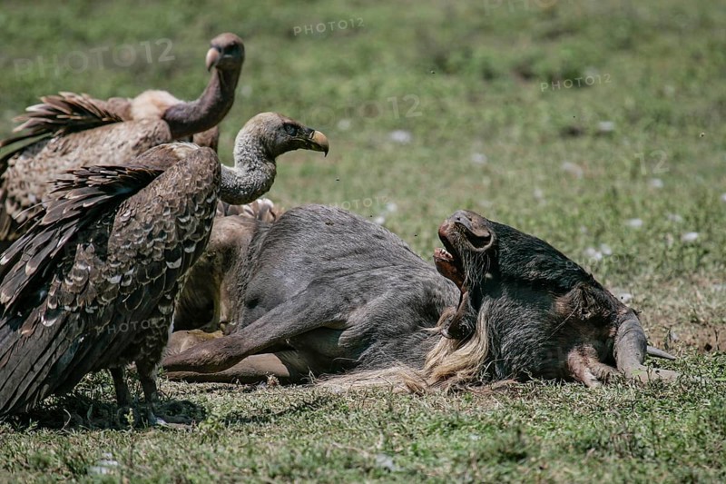 Barred vulture (Gyps rueppellii), close-up, two adult birds standing at the carcass in front of the head of a dead blue wildebeest (Connochaetes taurinus), Serengeti National Park, Tanzania