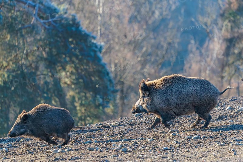 An adult wild boar (Sus scrofa) runs after a young animal and attacks it. A forest can be seen in the background. Bavaria, Germany