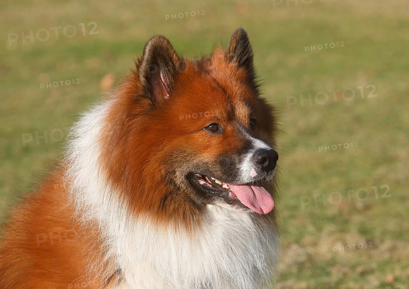 Large Elo (Canis lupus familiaris), male 3 years portrait, side view, North Rhine-Westphalia, Germany