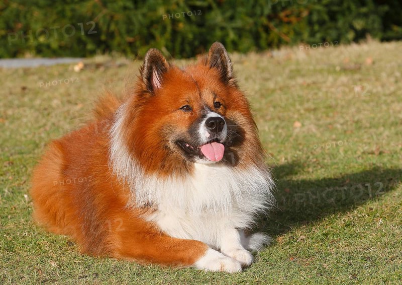 Large Elo (Canis lupus familiaris), male dog, 3 years old, lying on a meadow, North Rhine-Westphalia, Germany