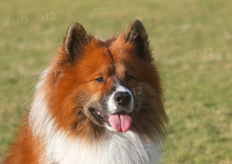 Large Elo (Canis lupus familiaris), male 3 years, portrait, North Rhine-Westphalia, Germany