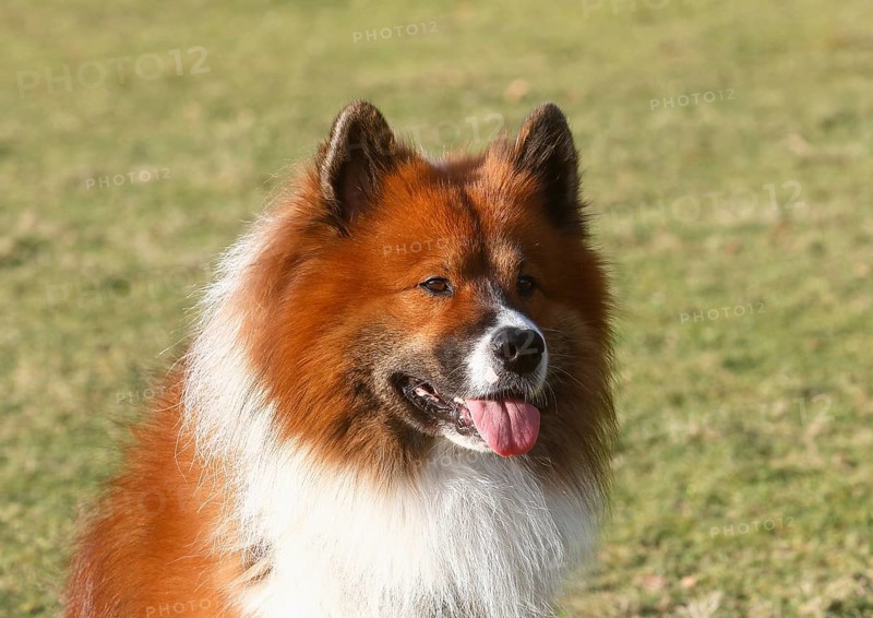Large Elo (Canis lupus familiaris), male dog, 3 years, portrait, North Rhine-Westphalia, Germany