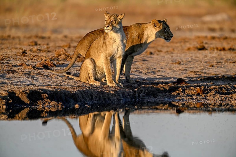 Two lionesses (Panthera leo) in the morning light at the Nxai Pan waterhole, Nxai Pan National Park, near Gweta, Central District, Botswana