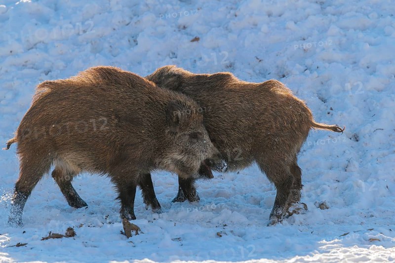Two young wild boars (Sus scrofa) wrestle with each other in the backlight of the sun in a clearing. Their raised dorsal crests glow in the light. Bavaria, Germany