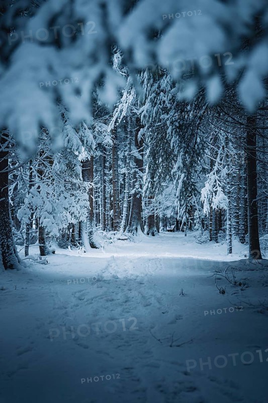 A quiet path covered with snow leads through a forest, Besenfeld, Black Forest, Germany