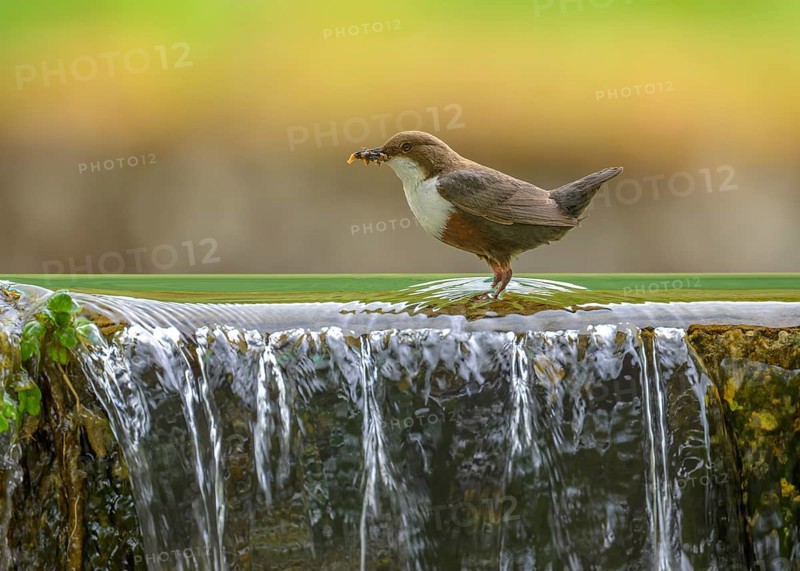 White-throated White-throated Dipper (Cinclus cinclus), standing on the edge of a weir with insects in its beak, biosphere reserve, Swabian Alb, Baden-Württemberg, Germany