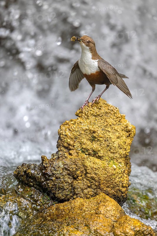 White-throated White-throated Dipper (Cinclus cinclus), standing on a tufa in front of a waterfall with insects in its beak, biosphere reserve, Swabian Alb, Baden-Württemberg, Germany