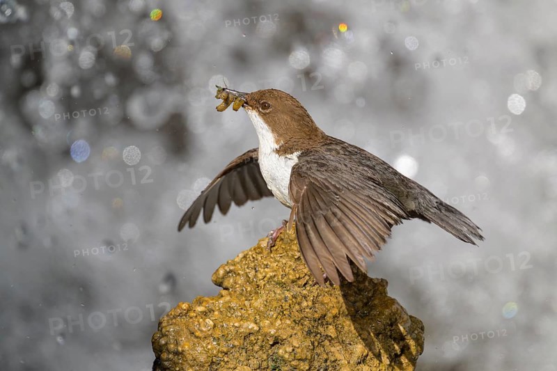 White-throated White-throated Dipper (Cinclus cinclus), standing on a tufa in front of a waterfall with insects in its beak, biosphere reserve, Swabian Alb, Baden-Württemberg, Germany