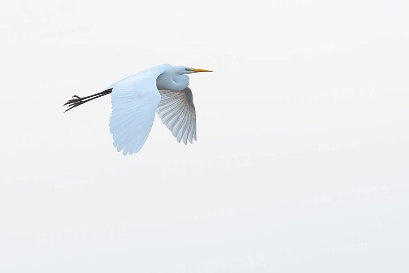 A flying white egret (Egretta alba) flies elegantly against a white sky, Dümmer nature park Park, Lower Saxony, Germany
