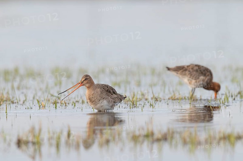 Two black-tailed godwits (Limosa limosa) standing in shallow water, reflecting the surroundings, Dümmer nature park Park, Lower Saxony, Germany