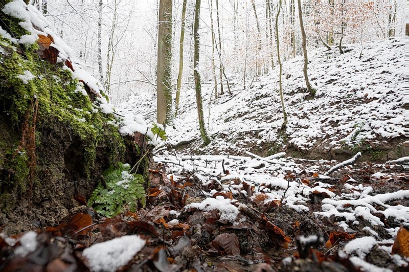 Source of the Hunte river in Melle, snowy forest soil with moss, leaves and bare trees that create a quiet winter atmosphere, Melle, Lower Saxony, Germany