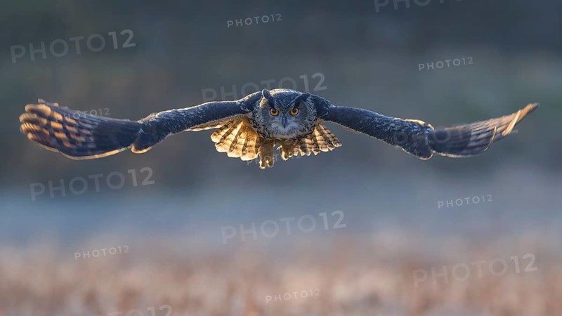 Eurasian Eagle-owl (Bubo bubo), in flight over a meadow in the last light, backlight, Swabian Alb biosphere reserve, Baden-Württemberg, Germany