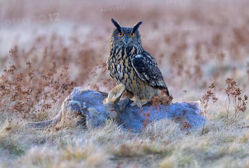 Eurasian Eagle-owl (Bubo bubo), on a roe deer (Capreolus capreolus), roadkill, Swabian Alb biosphere reserve, Baden-Württemberg, Germany