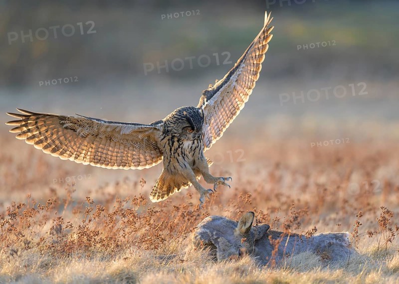 Eurasian Eagle-owl (Bubo bubo), approaching a roe deer (Capreolus capreolus), roadkill, Swabian Alb biosphere reserve, Baden-Württemberg, Germany