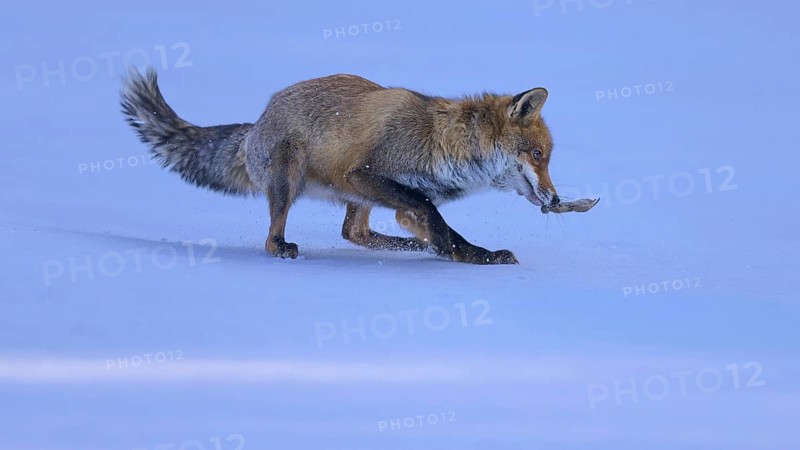 Red fox (Vulpes vulpes), with caught mouse on a meadow covered with snow, Swabian Alb biosphere reserve, Baden-Württemberg, Germany