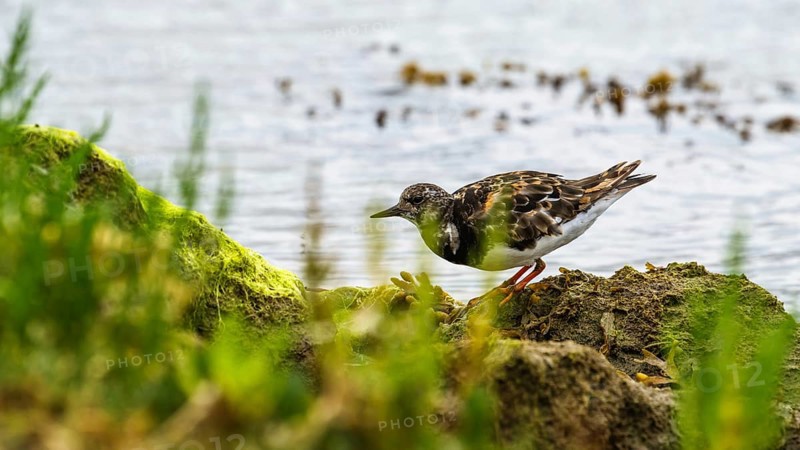 Ruddy Turnstone, Arenaria interpres