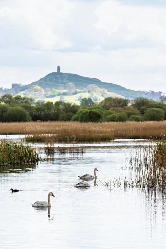 Mute Swan, Cygnus olor with Glastonbury Tor in background, Glastonbury, Somerset, England, United Kingdom