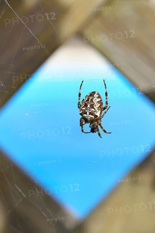 Aculepeira ceropegia, (Araneus ceropegia), macro photograph, spider, arachnid, Wilnsdorf, North Rhine-Westphalia, Germany