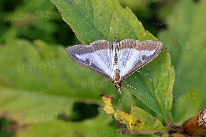 Box tree moth (Cydalima perspectalis) on a leaf, box tree moth, moth, insects, moths, butterflies, animals, other animals, close-up, Wilnsdorf, North Rhine-Westphalia, Germany
