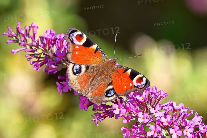 Peacock butterfly (Inachis io) sucking nectar on butterfly bush (Buddleja davidii), in a natural environment in the wild, close-up, wildlife, insects, butterflies, butterflies, Wilnsdorf, North Rhine-Westphalia, Germany